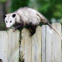 Best Possum Removal Brisbane image 1